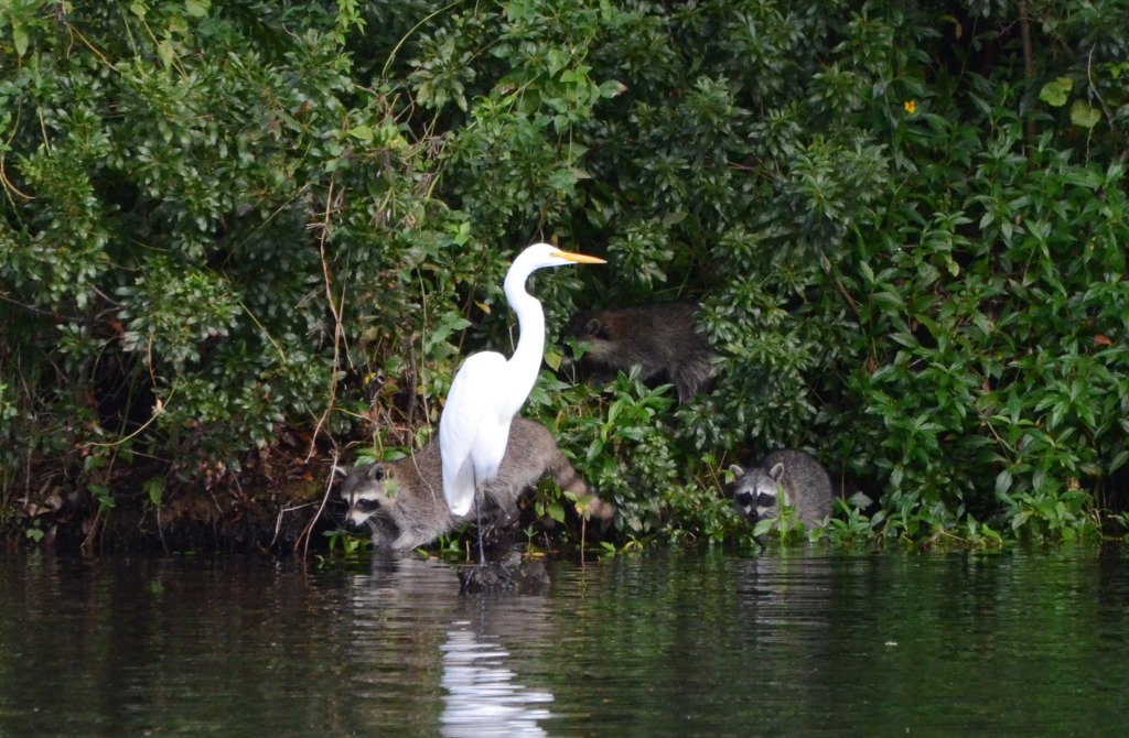 Great Egret, Raccoon, and Two Kits