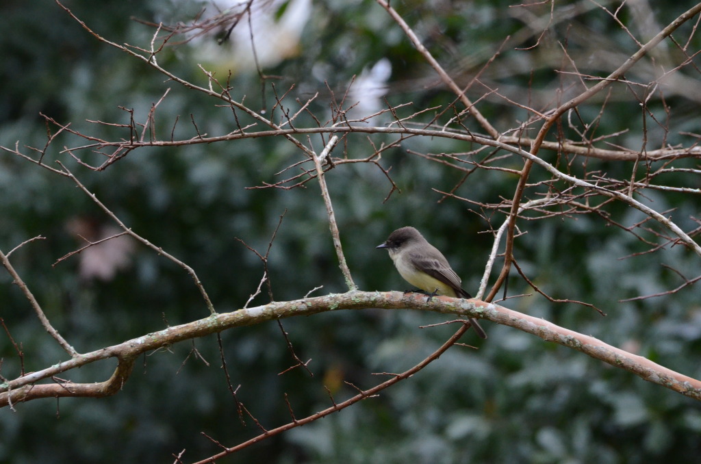 eastern.phoebe.in.front.yard