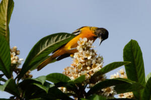baltimore.oriole.1.8.19.by