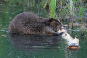beaver.chewing.1.7.20.20.gb