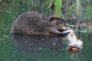 beaver.chewing.2.7.20.20.gb