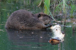 beaver.chewing.3.7.20.20.gb