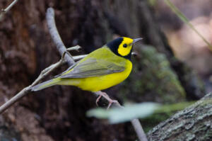 oct.14.18.hooded.warbler.by