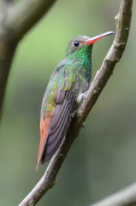 rufous.tailed.hummingbird