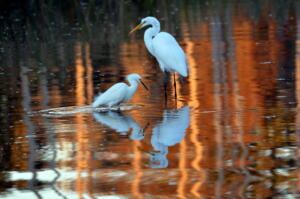 snowy.egret.and.great.egret