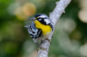 yellow.throated.warbler.1.8.19.by